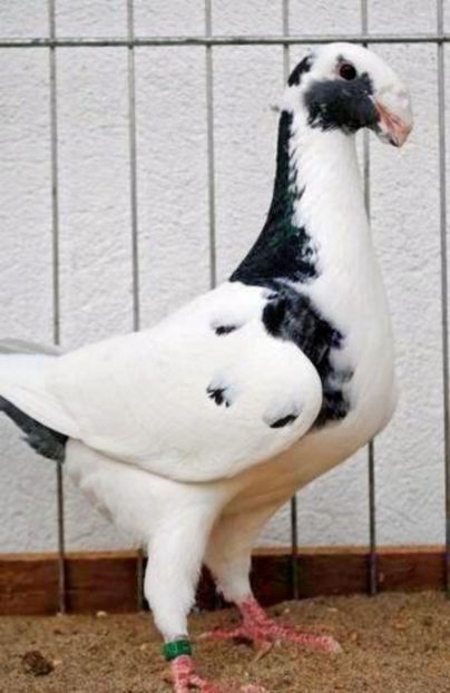 femela 2013 - Voiajori germani de frumusete - MATCA