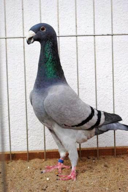 femela 2012 - Voiajori germani de frumusete - MATCA