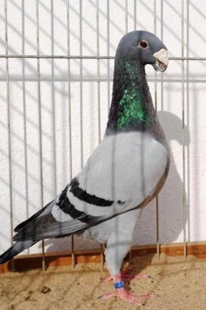 mascul 2012 - Voiajori germani de frumusete - MATCA