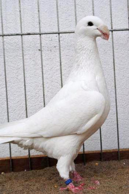 femela 2012 - Voiajori germani de frumusete - MATCA