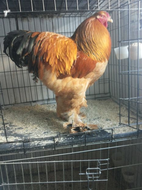  - 2 Brahma columbia galben -negru  2017