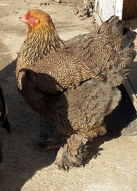 matura potarnichiu - B__Brahma Potarnichiu