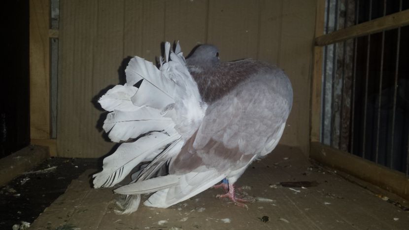  - De vanzare VOLTATI