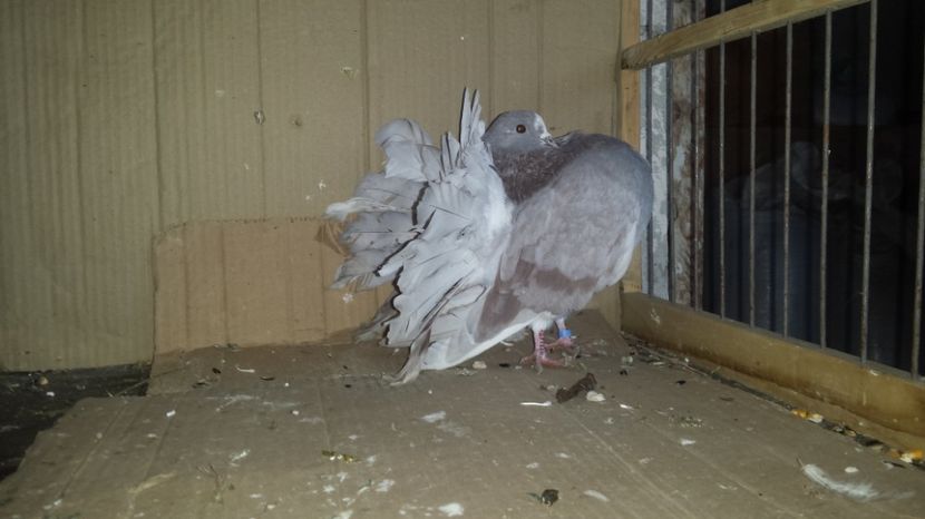  - De vanzare VOLTATI