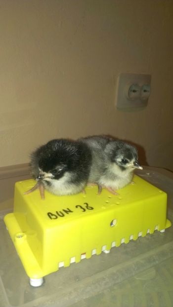  - Pui australorp negru si albastru 2017