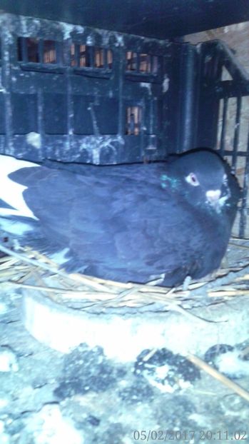  - Arhiva poze cu porumbei