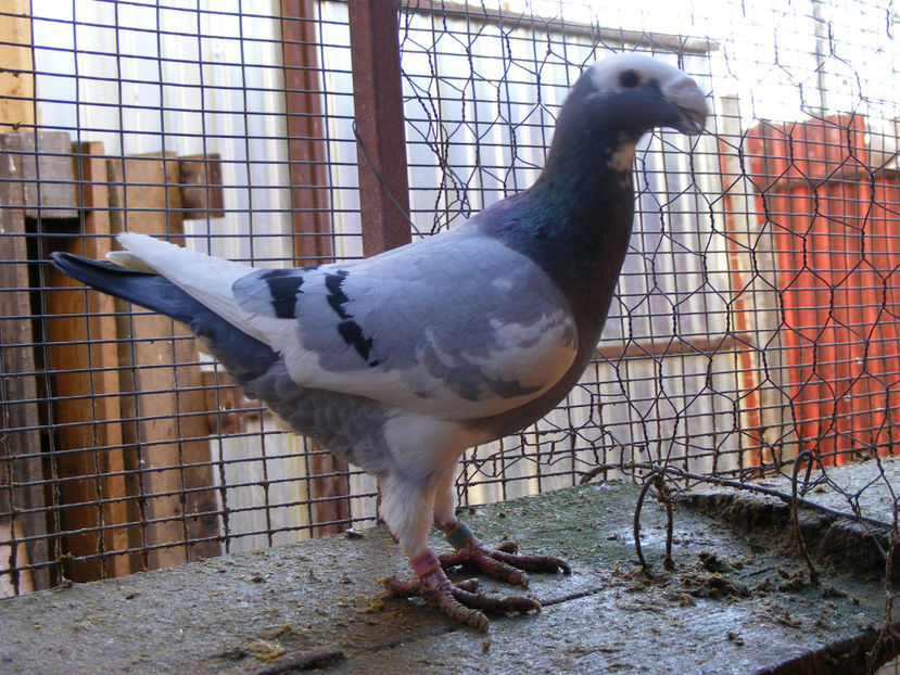 M 2012 VANDUT FEB. 2017 - PORUMBEI VINDUTI