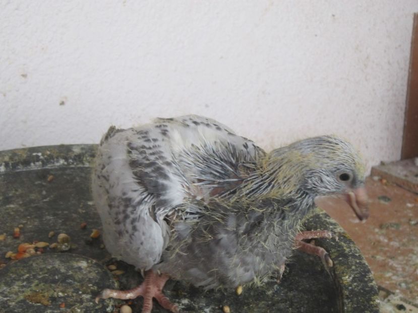 F - PUII 2017 DIN LA FABRICA