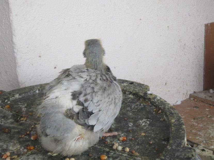 M - PUII 2017 DIN LA FABRICA