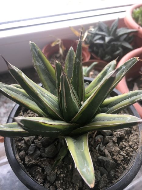  - Colectia mea de agave