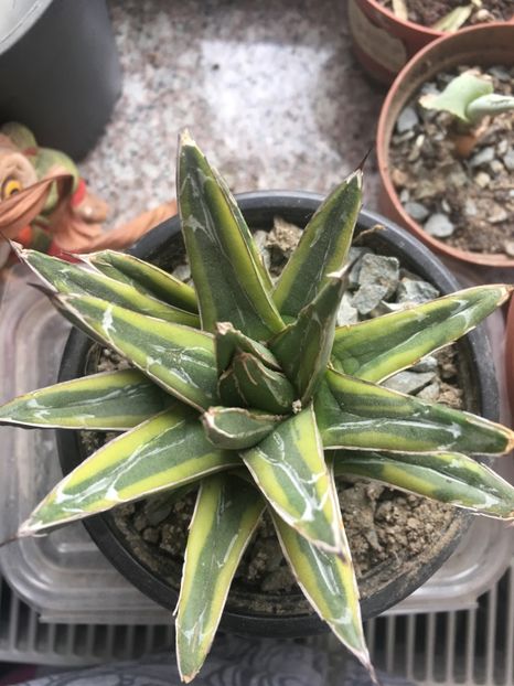 Planta mama ring of gold - Colectia mea de agave