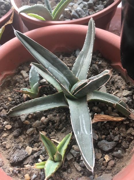  - Colectia mea de agave