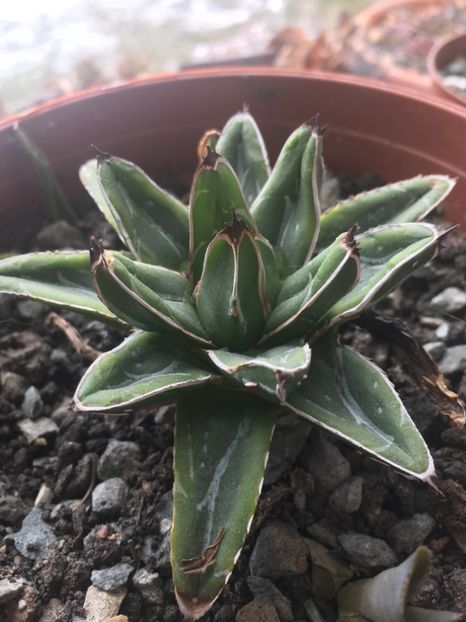 Victoria compacta - Colectia mea de agave