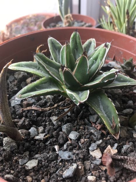  - Colectia mea de agave