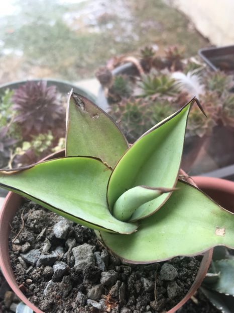  - Colectia mea de agave