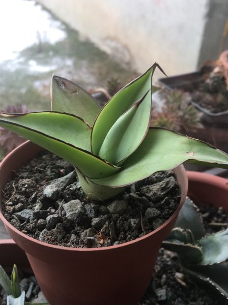  - Colectia mea de agave