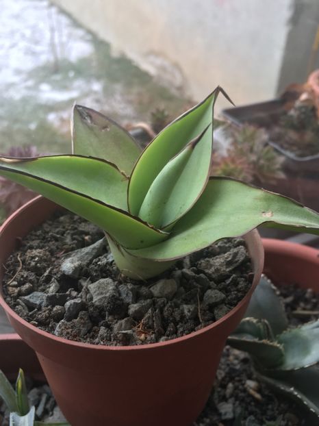  - Colectia mea de agave