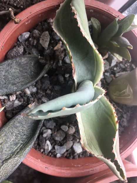 Gypsophila - Colectia mea de agave