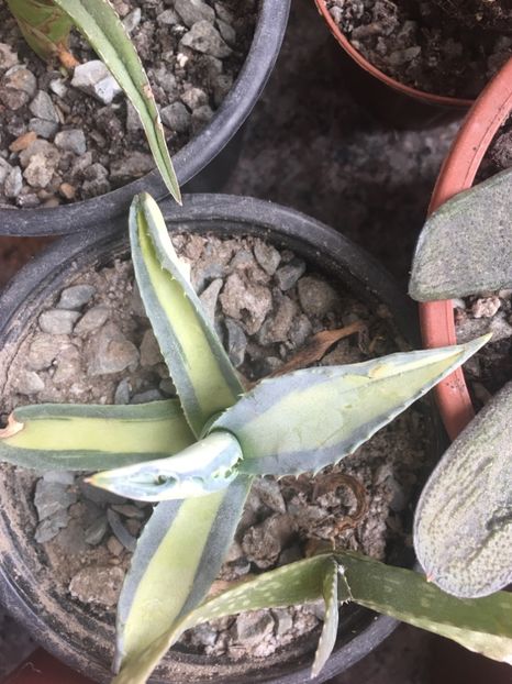  - Colectia mea de agave