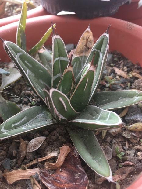  - Colectia mea de agave