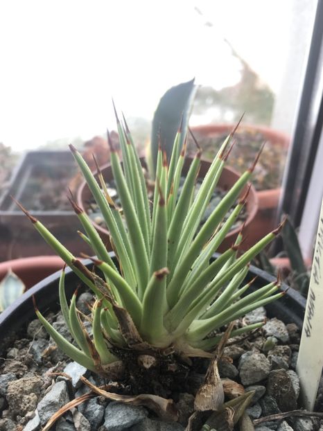  - Colectia mea de agave