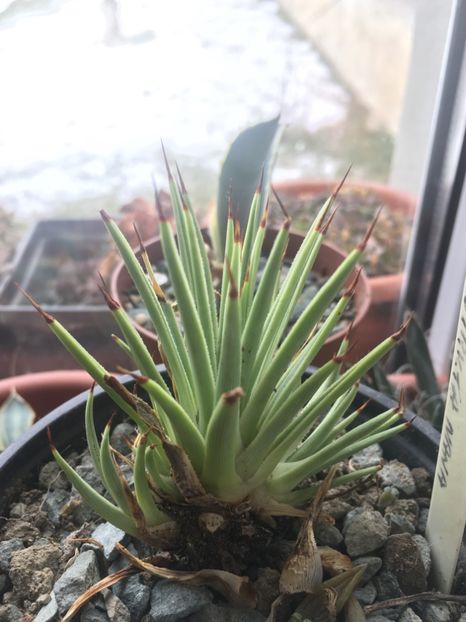  - Colectia mea de agave