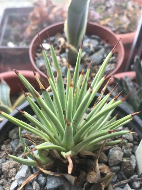  - Colectia mea de agave