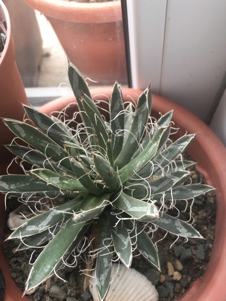  - Colectia mea de agave