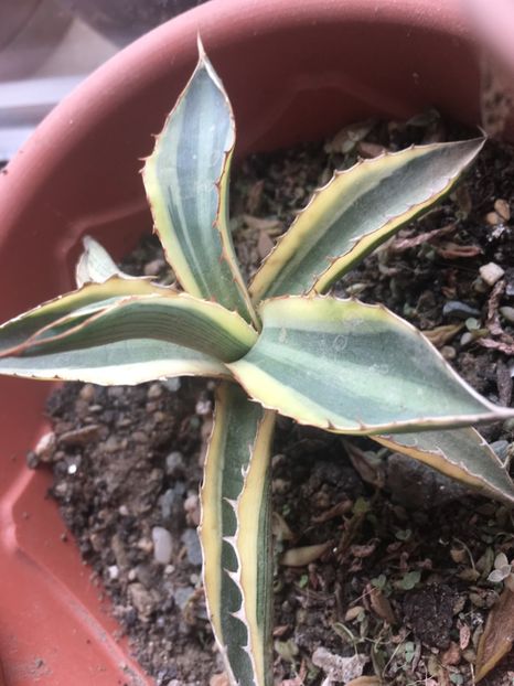  - Colectia mea de agave