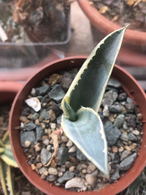  - Colectia mea de agave