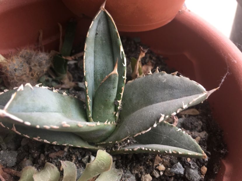  - Colectia mea de agave