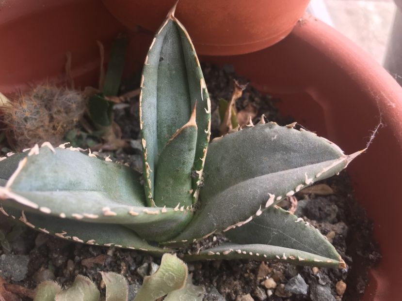  - Colectia mea de agave