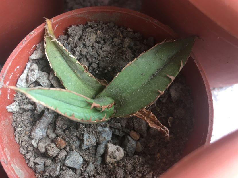  - Colectia mea de agave