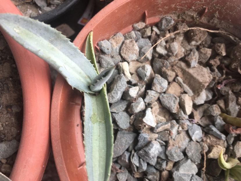 Agava americană Lemon lime - Colectia mea de agave