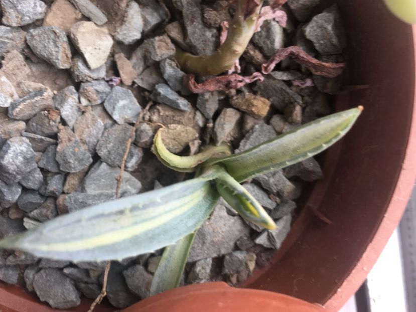 Agava americană striată - Colectia mea de agave