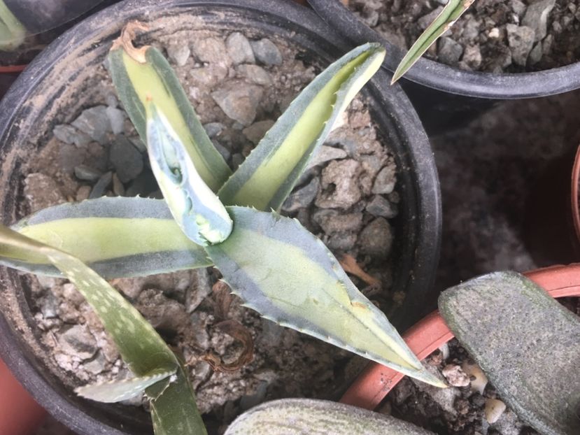  - Colectia mea de agave