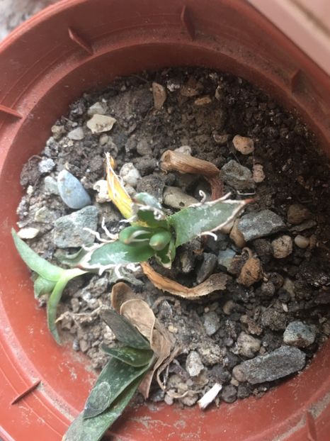  - Colectia mea de agave