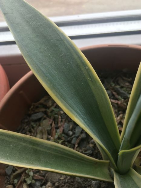  - Colectia mea de agave
