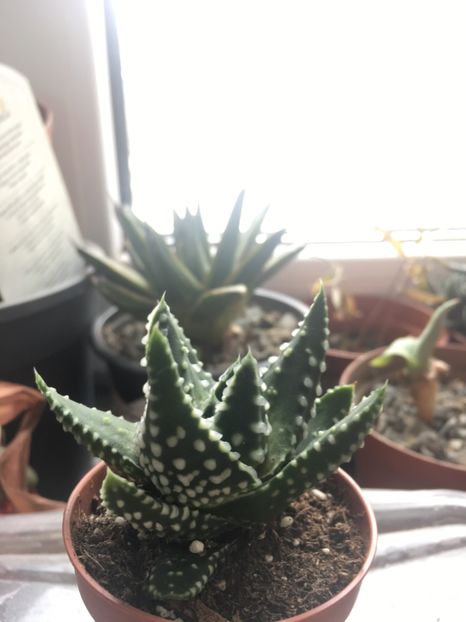  - haworthia