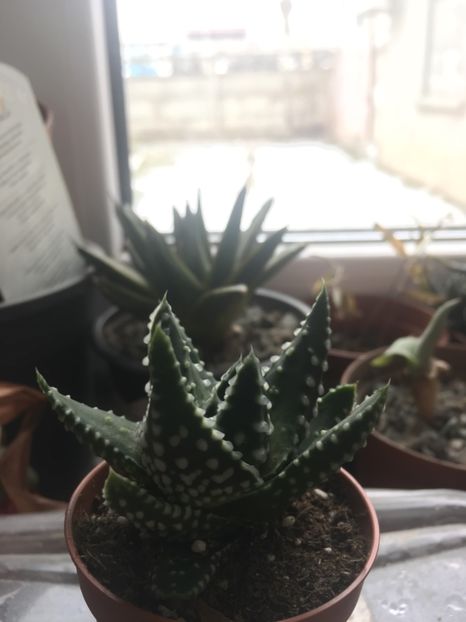  - haworthia