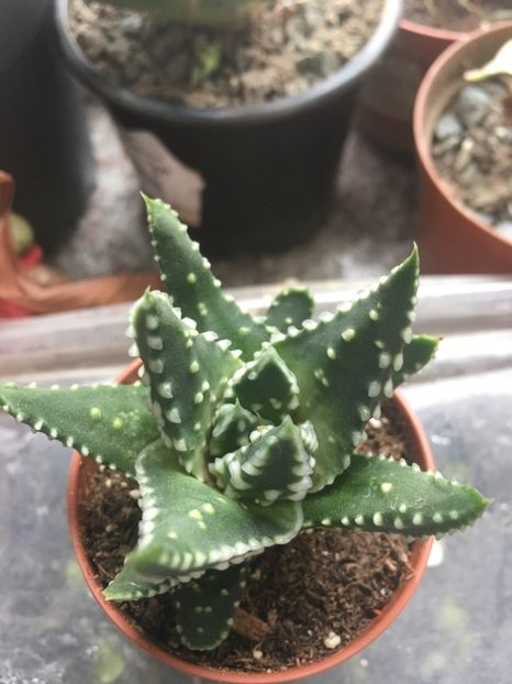  - haworthia