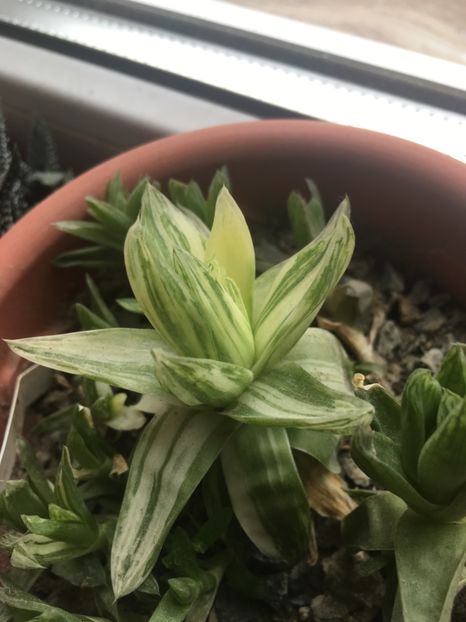  - haworthia