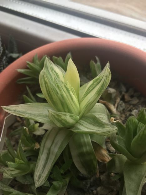  - haworthia