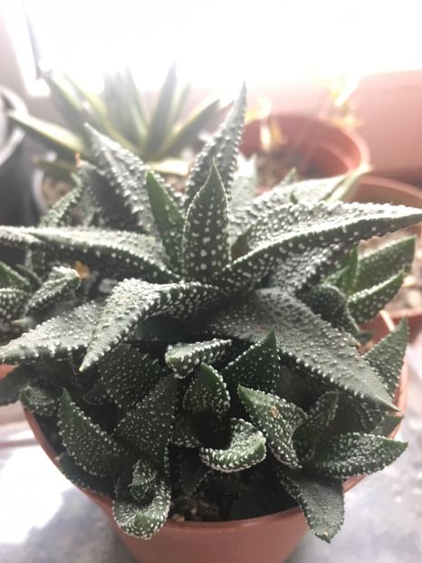  - haworthia