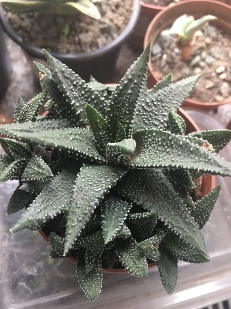  - haworthia