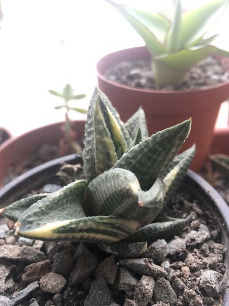  - haworthia