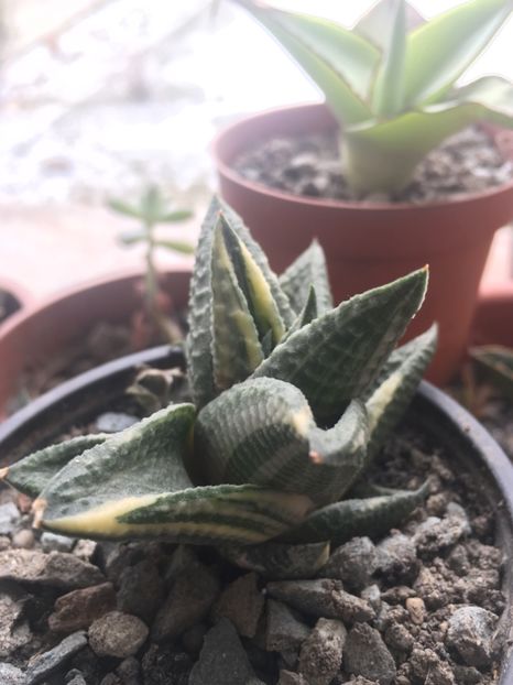  - haworthia