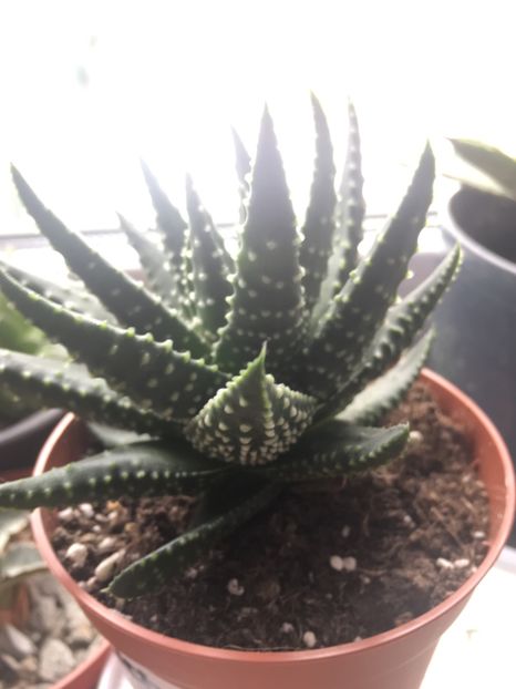  - haworthia