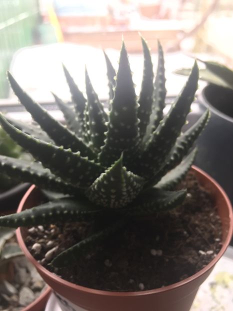  - haworthia