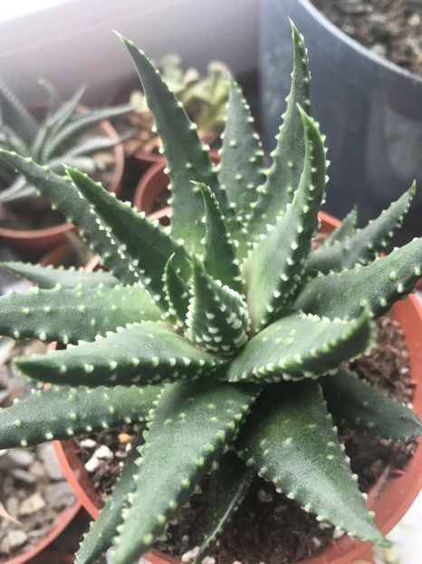  - haworthia